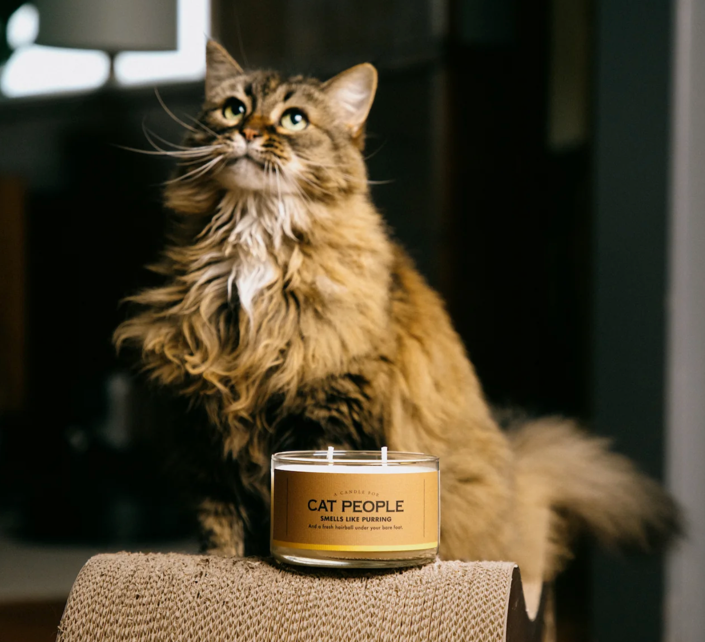 A CANDLE FOR CAT PEOPLE